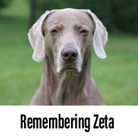 Memorial video for our weimaraner Zeta